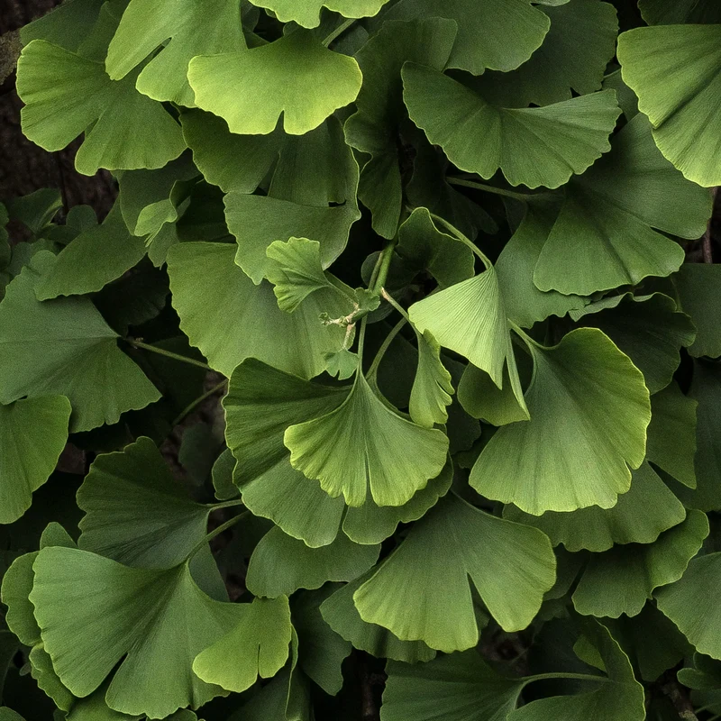 Ginkgo biloba Blagon - Arbre aux 40 écus