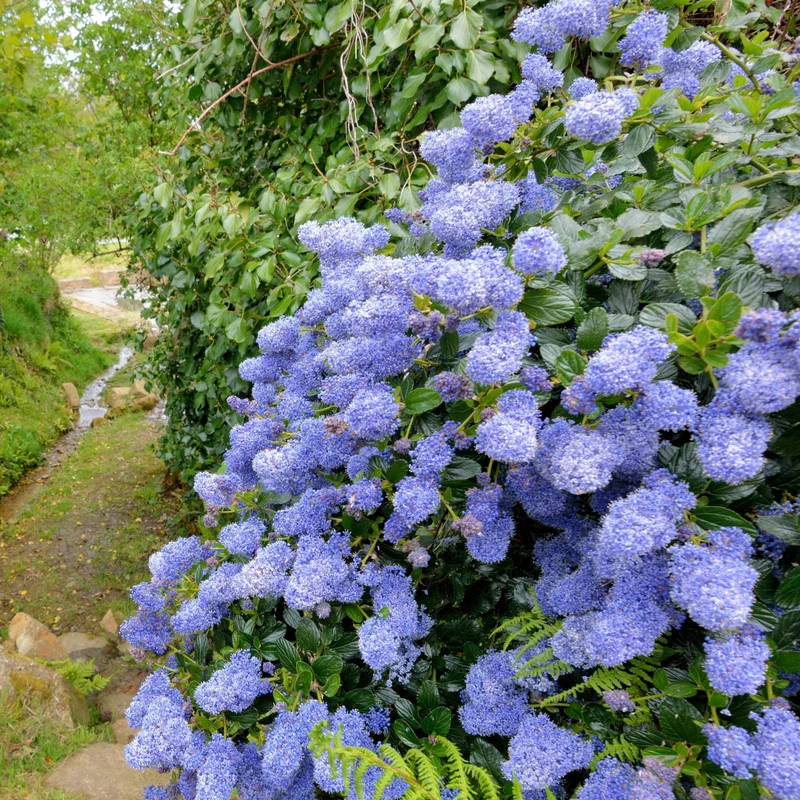 Céanothe Victoria - Lilas de Californie