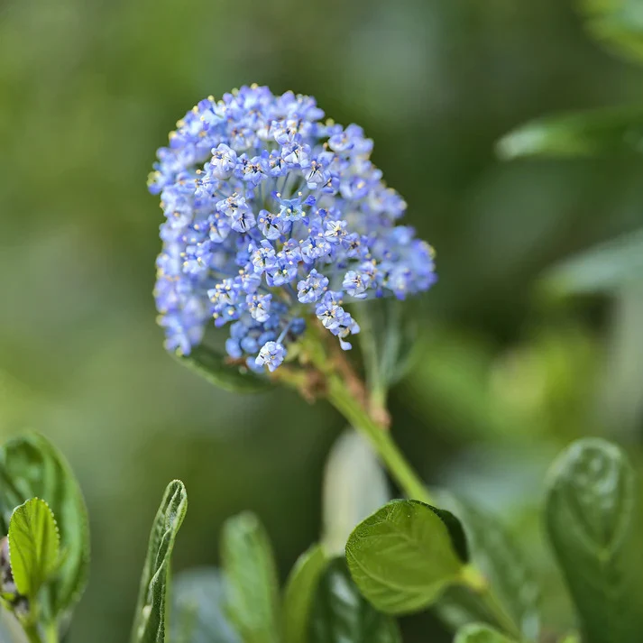Céanothe Victoria - Lilas de Californie