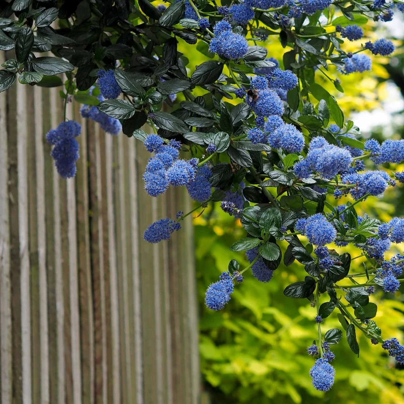 Céanothe Victoria - Lilas de Californie