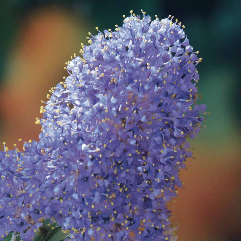 Céanothe Victoria - Lilas de Californie