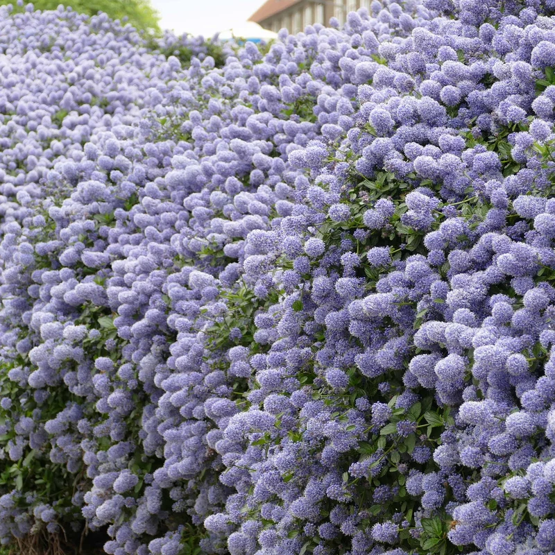 Céanothe Victoria - Lilas de Californie