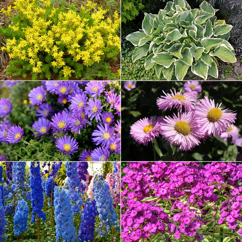 Collection variée de 12 plantes vivaces - 2 m²