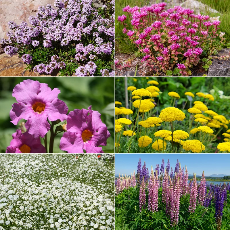 Collection variée de 12 plantes vivaces - 2 m²