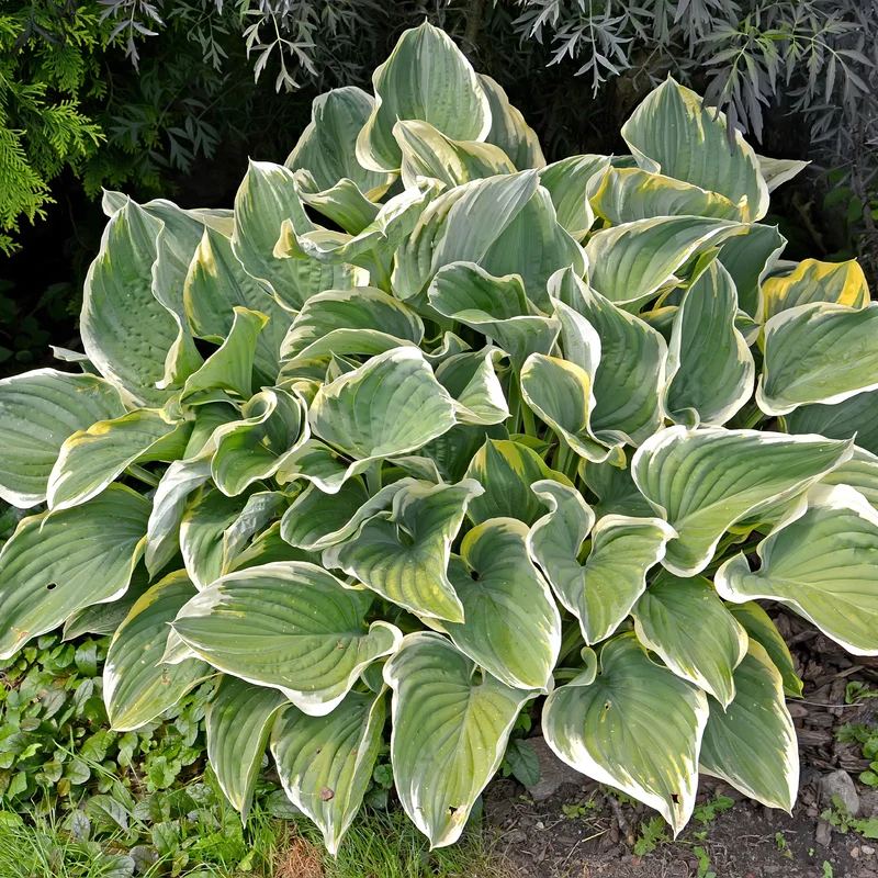 Collection variée de 12 plantes vivaces - 2 m²