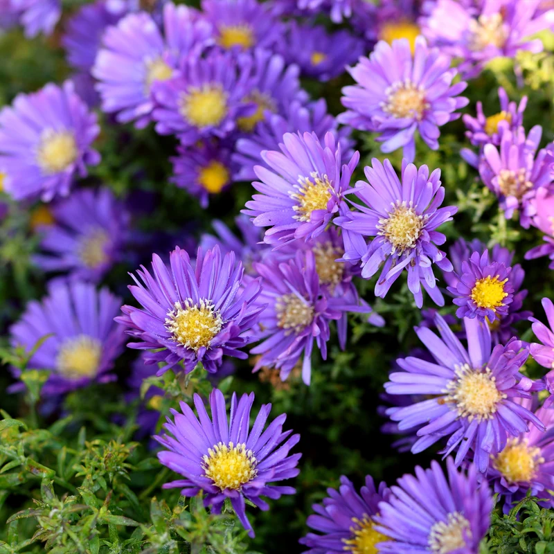 Collection variée de 12 plantes vivaces - 2 m²