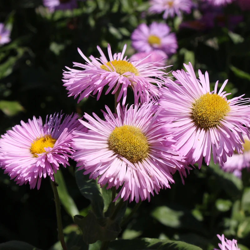 Collection variée de 12 plantes vivaces - 2 m²