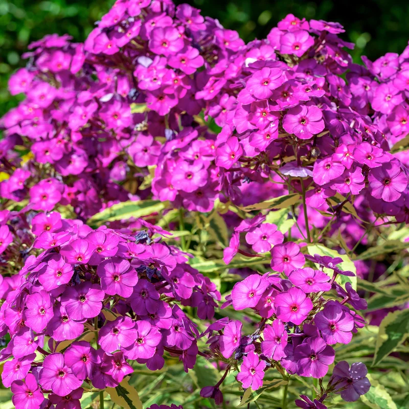 Collection variée de 12 plantes vivaces - 2 m²