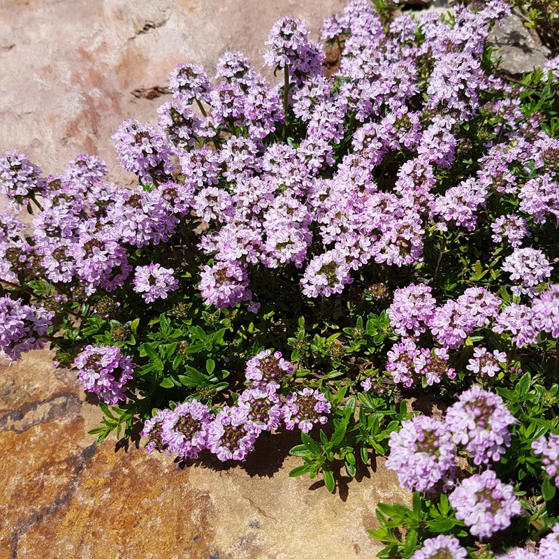 Collection variée de 12 plantes vivaces - 2 m²