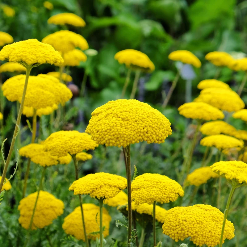 Collection variée de 12 plantes vivaces - 2 m²