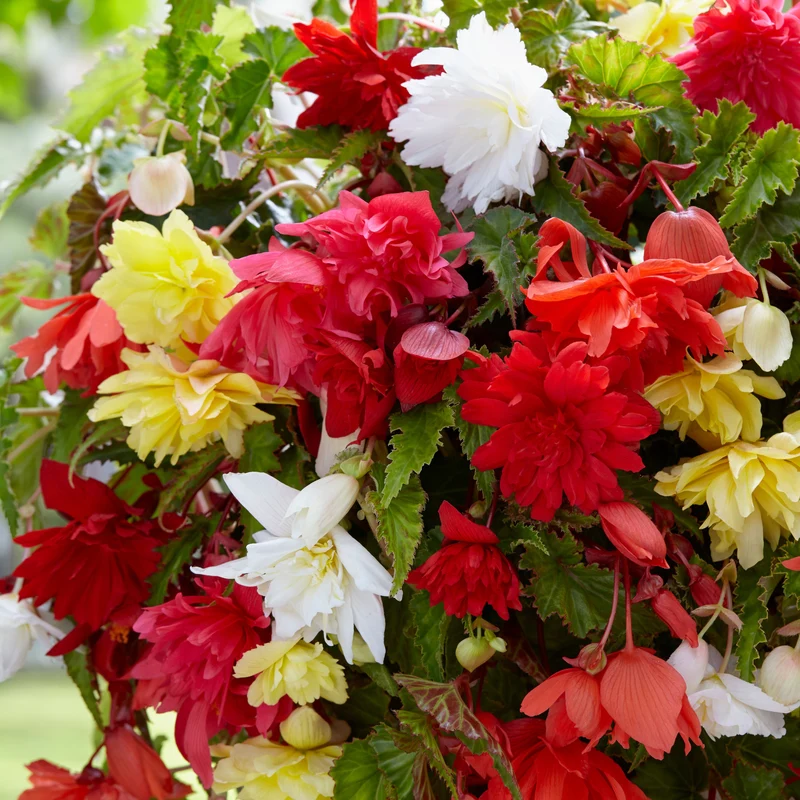Bégonias pendula simples en mélange