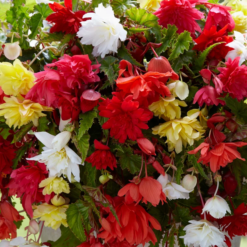 Bégonias pendula simples en mélange