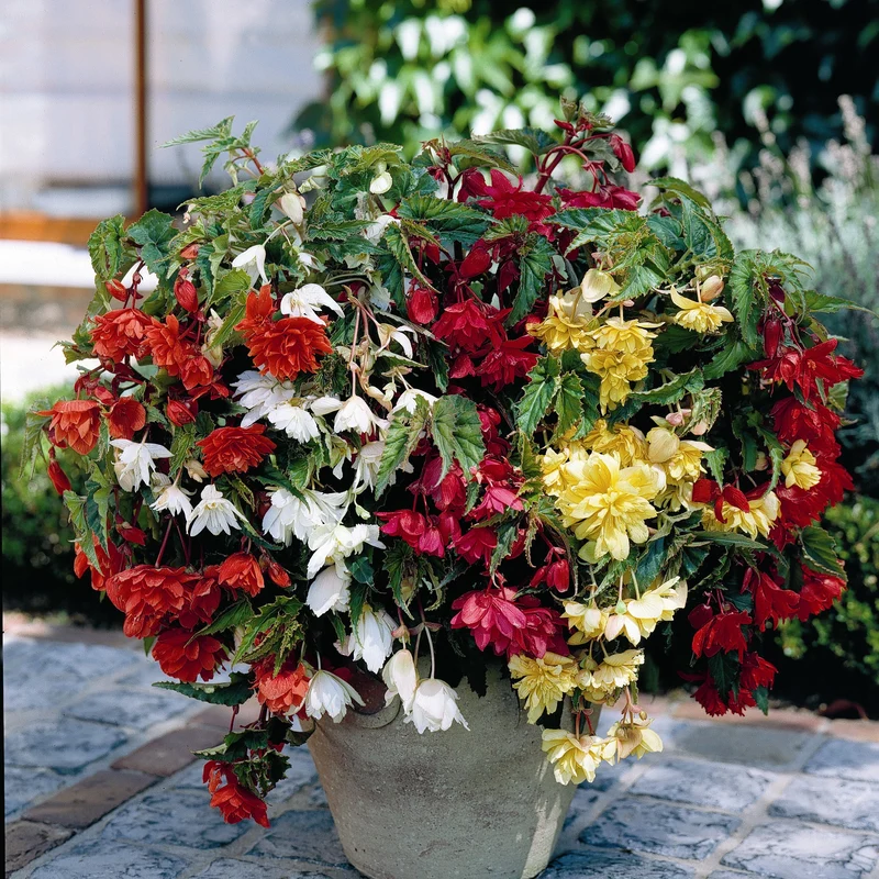 Bégonias pendula simples en mélange