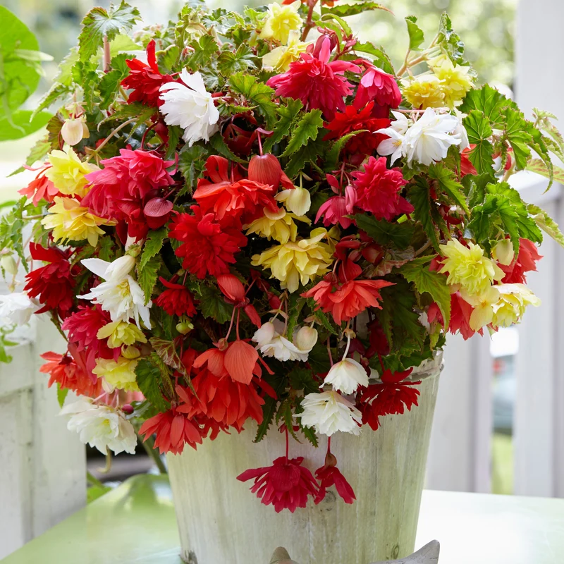 Bégonias pendula simples en mélange