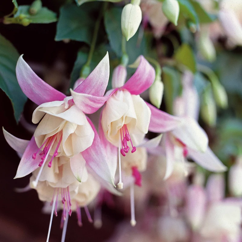 6 Fuchsias résistants au gel en mélange