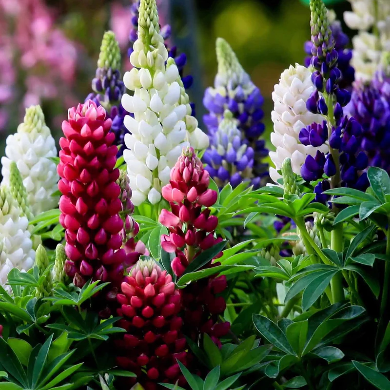 5 Lupin Russell en mélange