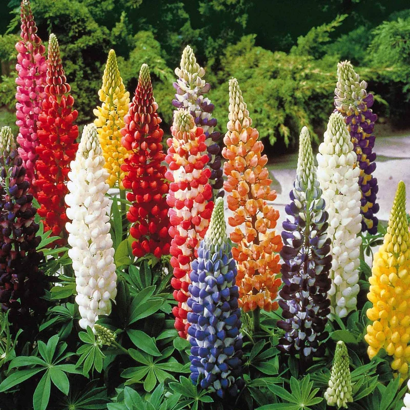 5 Lupin Russell en mélange