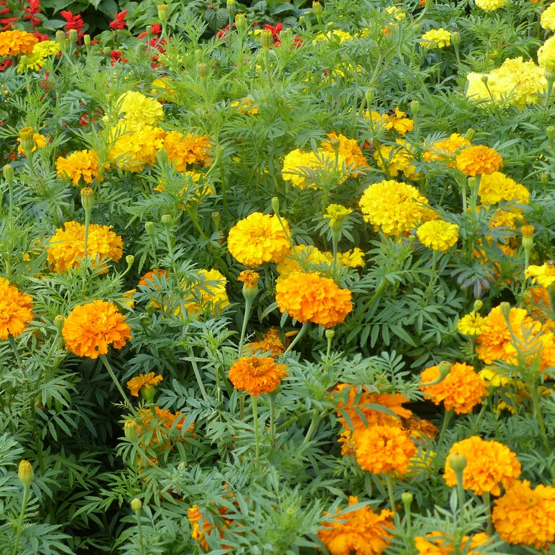 Roses d'Inde doubles en mélange