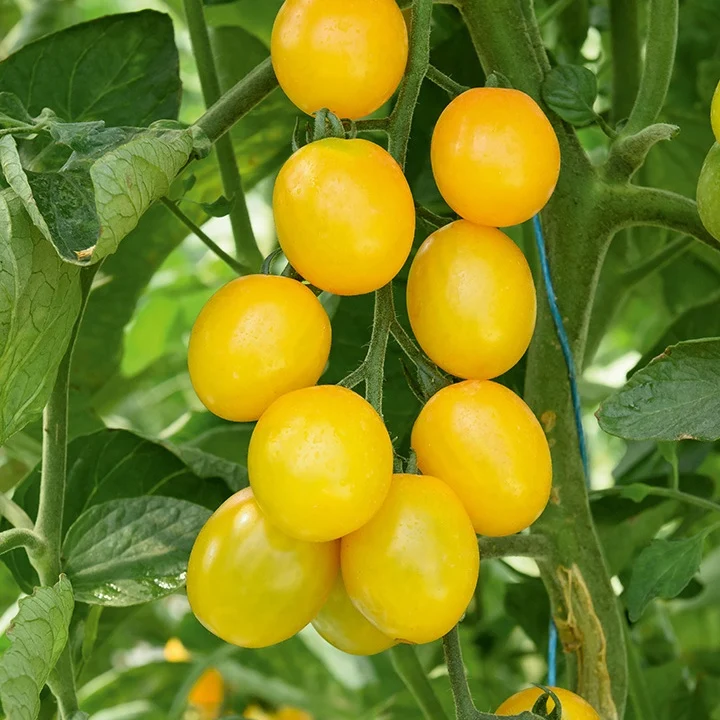 3 Plants de Tomate Cerise Gusta Mini Yellow F1