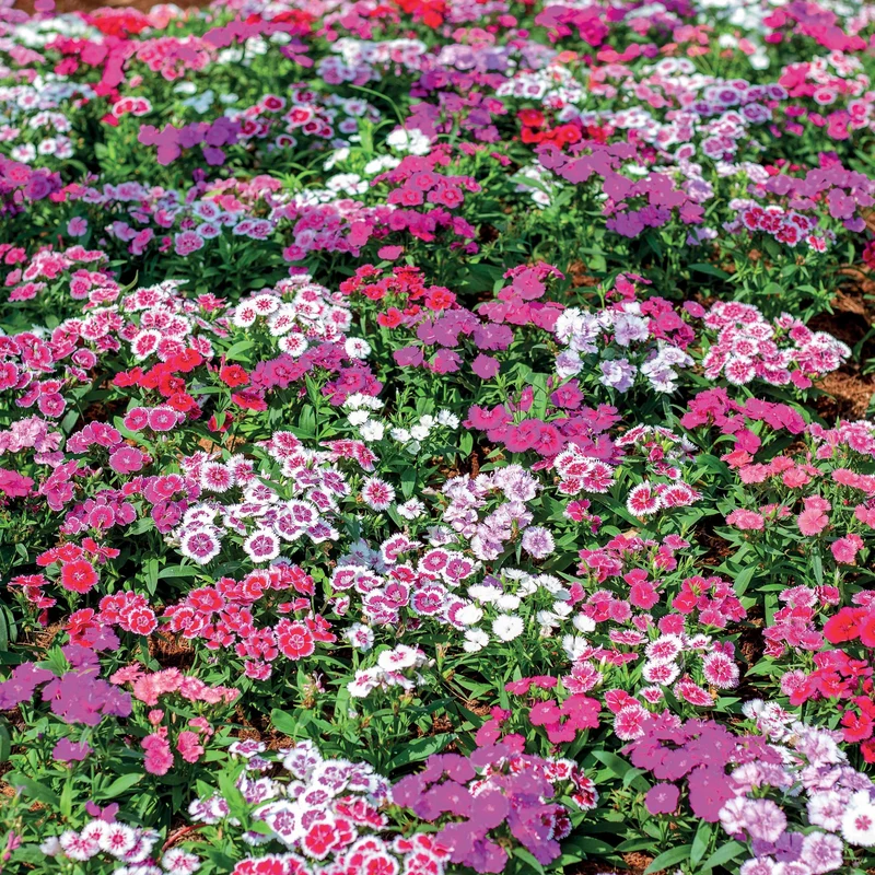 3 Oeillets de poète en mélange
