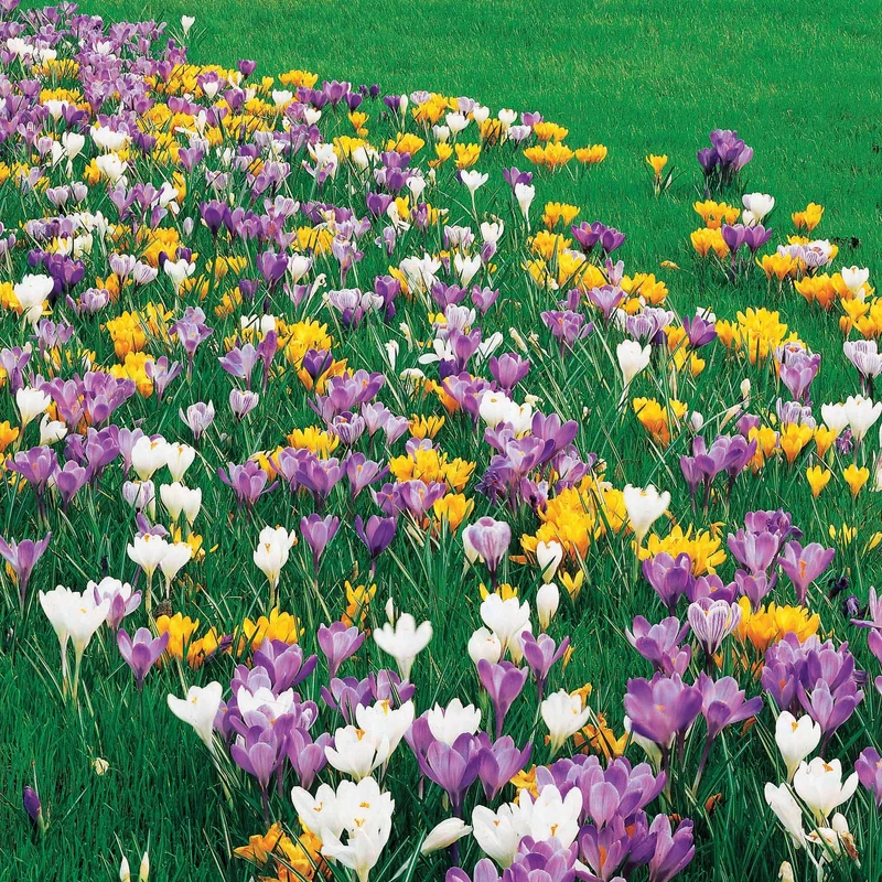 Crocus Mammouth en mélange