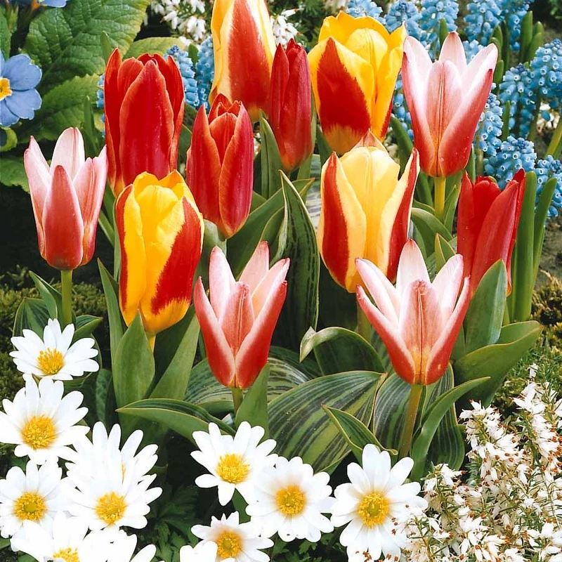 20 Tulipes botaniques en mélange
