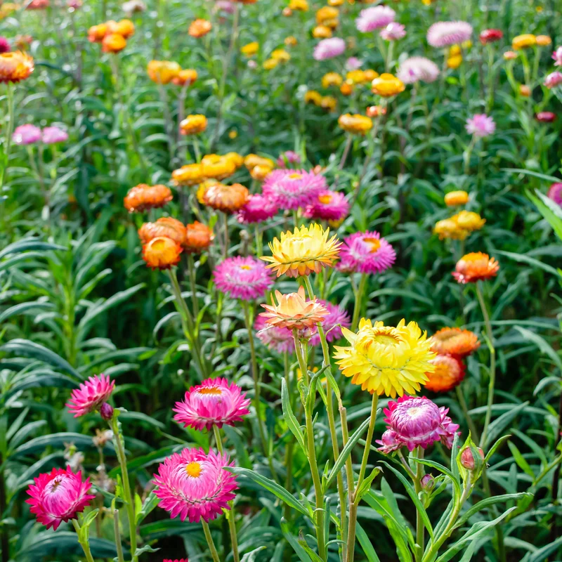 Immortelle à grosses fleurs en mélange