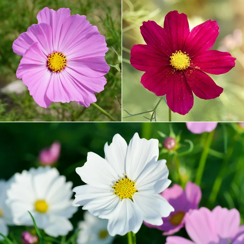 Cosmos Sensation en mélange