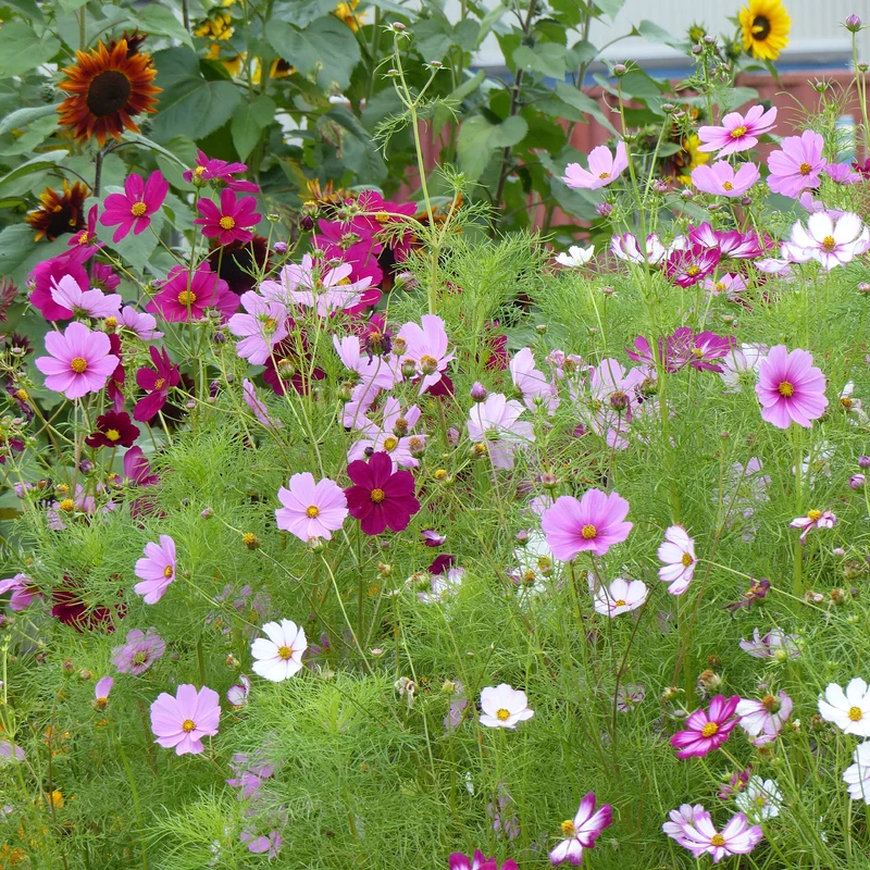 Cosmos Sensation en mélange