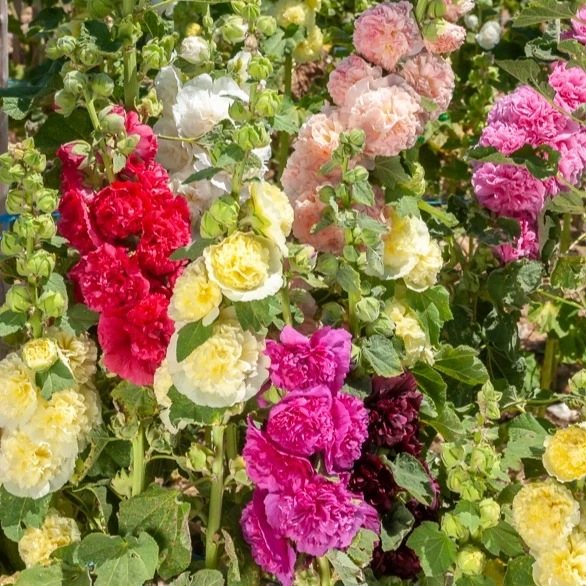 5 Roses trémières doubles en mélange