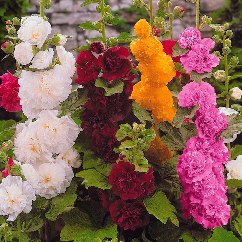 5 Roses trémières doubles en mélange