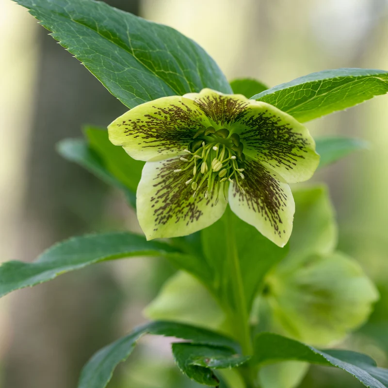 Hellébore d'Orient vert-moucheté