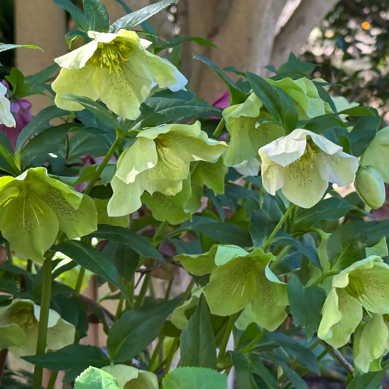 Hellébore d'Orient vert-moucheté