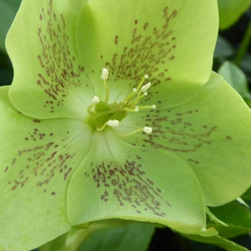 Hellébore d'Orient vert-moucheté