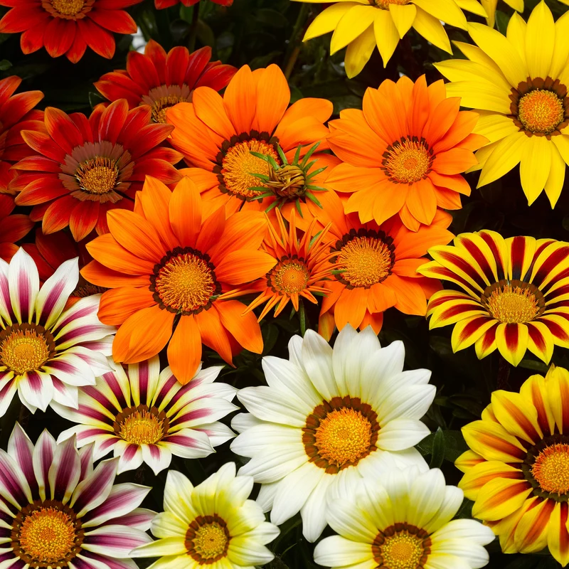 3 Gazanias en mélange