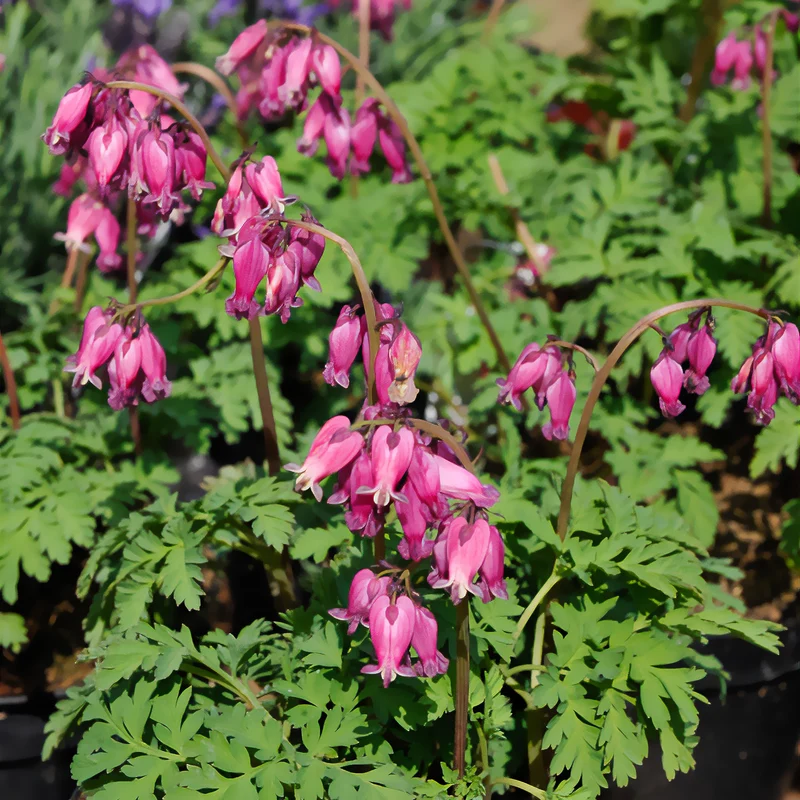 Coeur de Marie de Formose Luxuriant