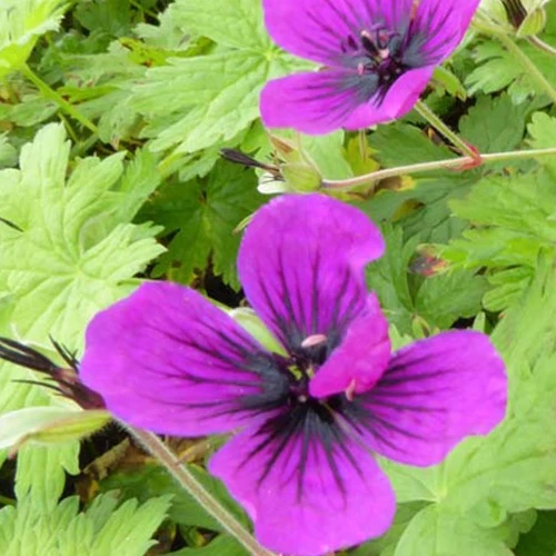 Géranium vivace Dragon Heart