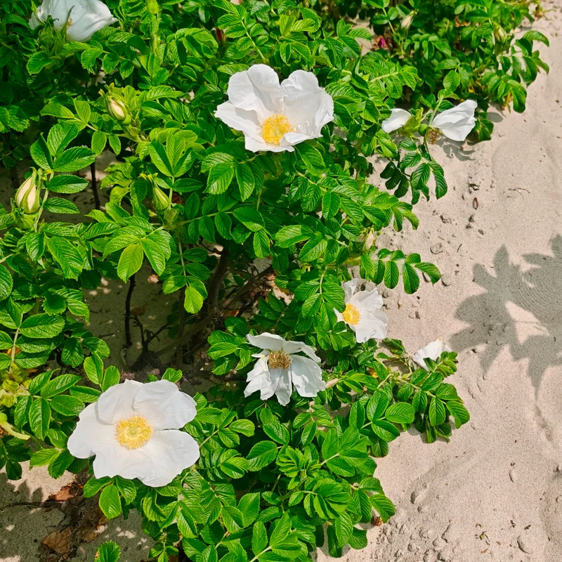 Rosier rugueux à fleurs blanches
