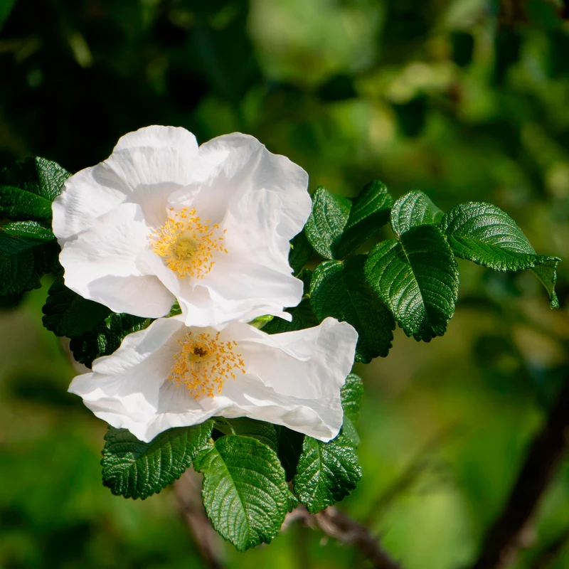 Rosier rugueux à fleurs blanches