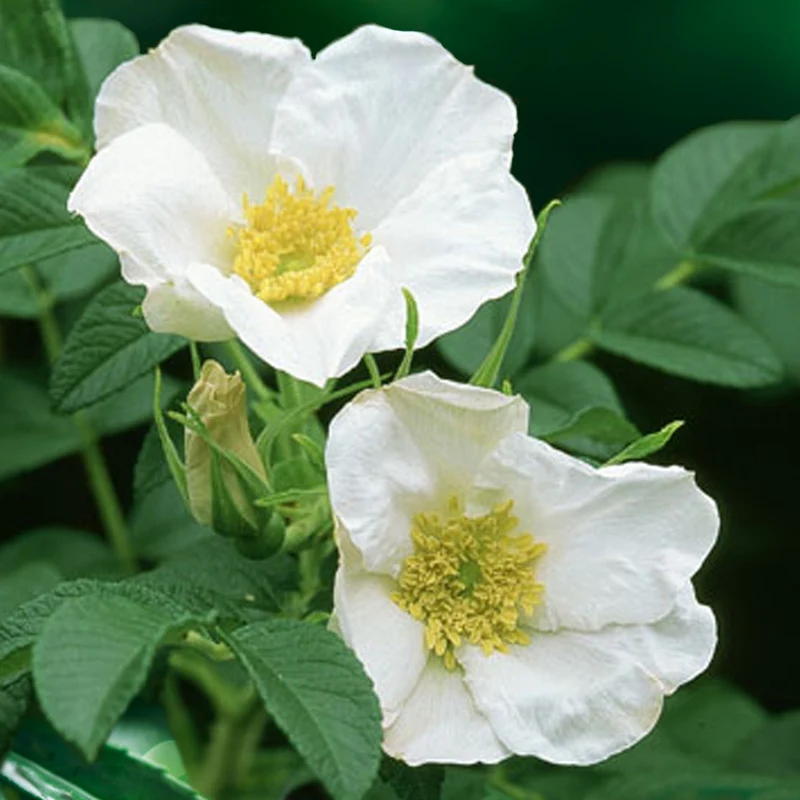 Rosier rugueux à fleurs blanches
