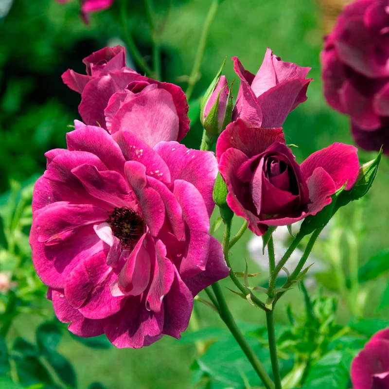 Rosier Burgundy Ice ®