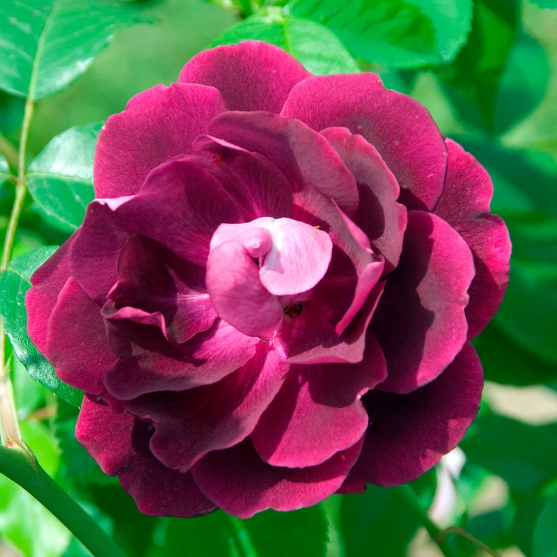 Rosier Burgundy Ice ®
