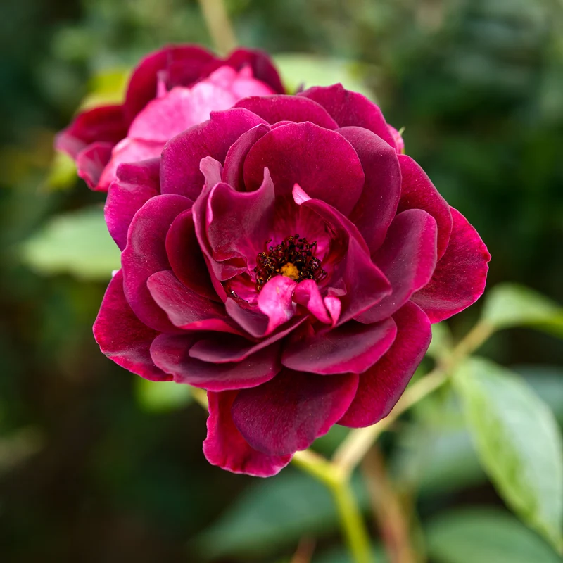Rosier Burgundy Ice ®