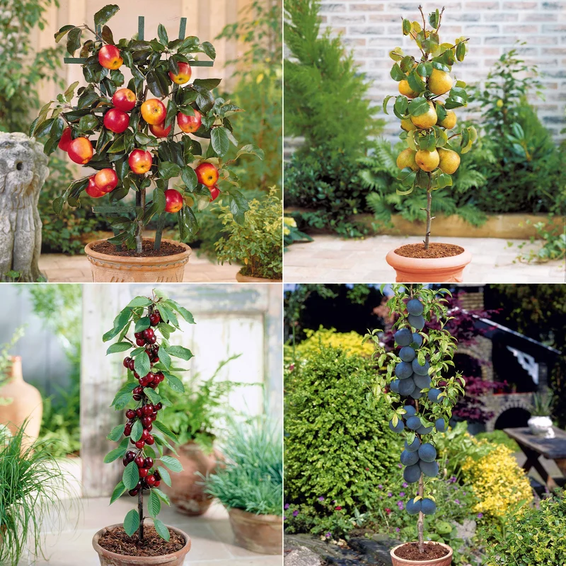 Collection de 4 mini-fruitiers d'été