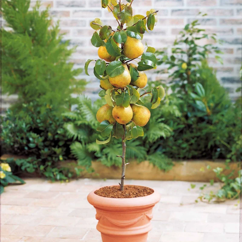 Collection de 4 mini-fruitiers d'été