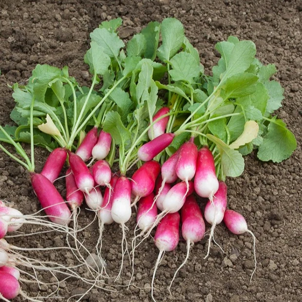 Collection de 7 sachets de graines pour potager