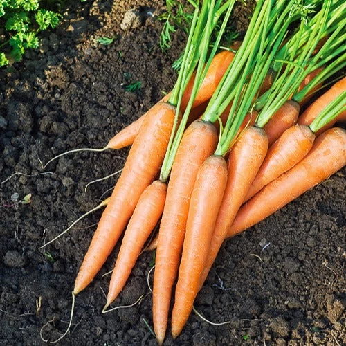 Collection de 7 sachets de graines pour potager