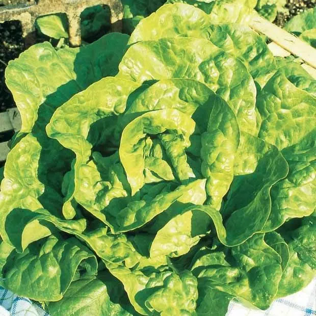 Collection de 7 sachets de graines pour potager