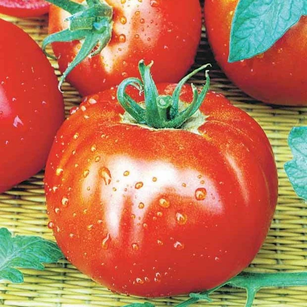 Collection de 7 sachets de graines pour potager
