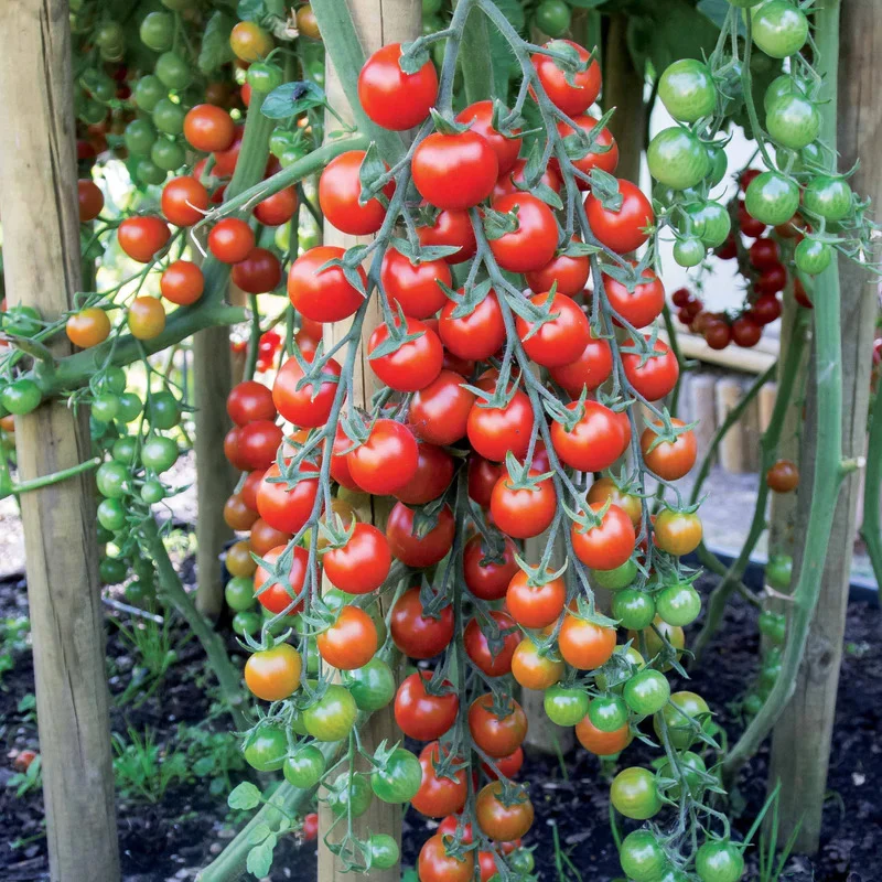 Collection de 7 sachets de graines pour potager